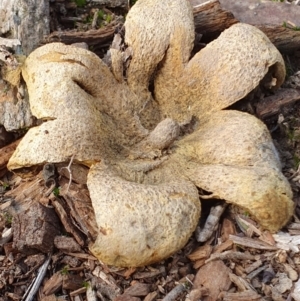 Scleroderma sp. at Kaleen, ACT - 23 Jun 2019 01:02 PM