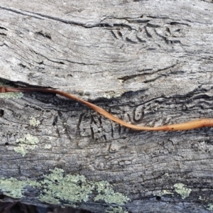 Oudemansiella gigaspora group at Crace, ACT - 23 Jun 2019 12:58 PM