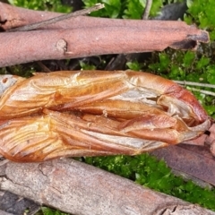 Hepialidae (family) at Kaleen, ACT - 23 Jun 2019