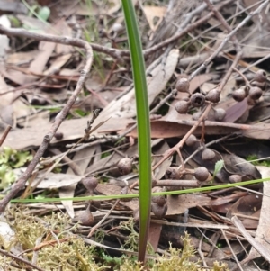 Thelymitra sp. at Kaleen, ACT - suppressed