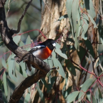 Petroica boodang (Scarlet Robin) at Watson, ACT - 21 Jun 2019 by WalterEgo