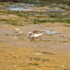 Anarhynchus bicinctus (Double-banded Plover) at Wallaga Lake, NSW - 17 Apr 2019 by RossMannell