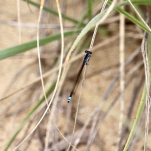 Ischnura heterosticta at Akolele, NSW - 18 Apr 2019 01:46 PM