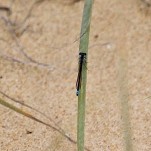 Ischnura heterosticta at Akolele, NSW - 18 Apr 2019 01:46 PM