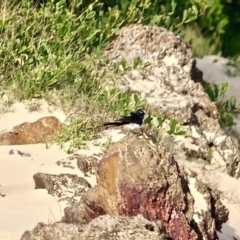 Rhipidura leucophrys (Willie Wagtail) at Wallaga Lake, NSW - 17 Apr 2019 by RossMannell