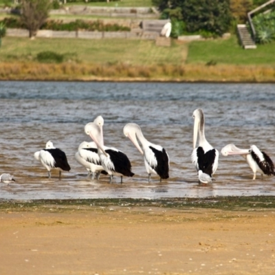 Pelecanus conspicillatus (Australian Pelican) at Wallaga Lake, NSW - 18 Apr 2019 by RossMannell