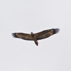 Icthyophaga leucogaster (White-bellied Sea-Eagle) at Central Tilba, NSW - 18 Apr 2019 by RossMannell