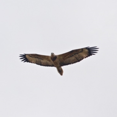 Haliaeetus leucogaster (White-bellied Sea-Eagle) at Central Tilba, NSW - 18 Apr 2019 by RossMannell