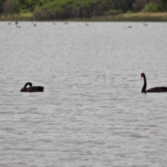 Cygnus atratus (Black Swan) at Central Tilba, NSW - 18 Apr 2019 by RossMannell