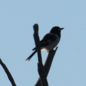 Cracticus nigrogularis at Garran, ACT - 31 Mar 2019 07:23 AM