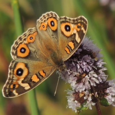 Junonia villida (Meadow Argus) at Tuggeranong DC, ACT - 3 Apr 2019 by michaelb