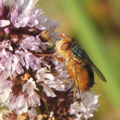 Chaetophthalmus sp. (genus) (A bristle fly) at Tuggeranong DC, ACT - 3 Apr 2019 by michaelb