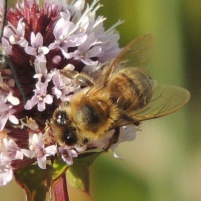 Apis mellifera (European honey bee) at Point Hut to Tharwa - 3 Apr 2019 by MichaelBedingfield