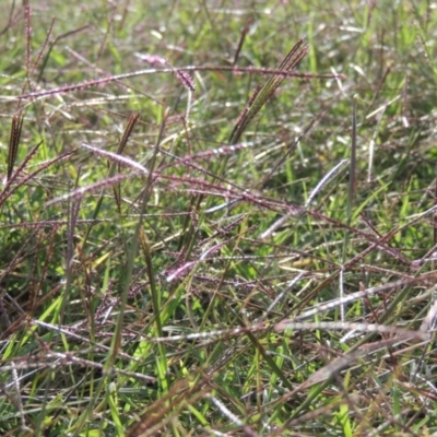 Cynodon dactylon (Couch Grass) at Point Hut to Tharwa - 3 Apr 2019 by MichaelBedingfield