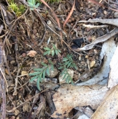 Swainsona monticola (Notched Swainson-Pea) at Mount Clear, ACT - 16 May 2019 by NickiTaws