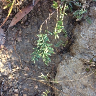 Swainsona monticola (Notched Swainson-Pea) at Mount Clear, ACT - 16 May 2019 by NickiTaws