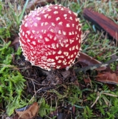 Amanita muscaria (Fly Agaric) at Moss Vale, NSW - 18 Jun 2019 by Margot