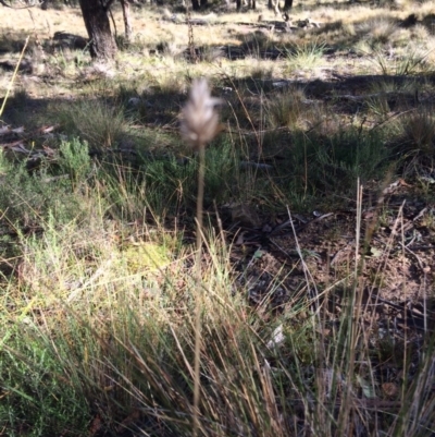 Echinopogon (genus) (Hedgehog Grass) at Mount Clear, ACT - 17 May 2019 by NickiTaws