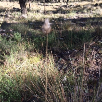 Echinopogon sp. (Hedgehog Grass) at Namadgi National Park - 17 May 2019 by NickiTaws