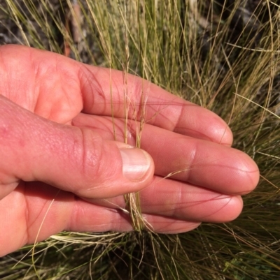 Nassella trichotoma (Serrated Tussock) at Bumbalong, ACT - 17 May 2019 by NickiTaws