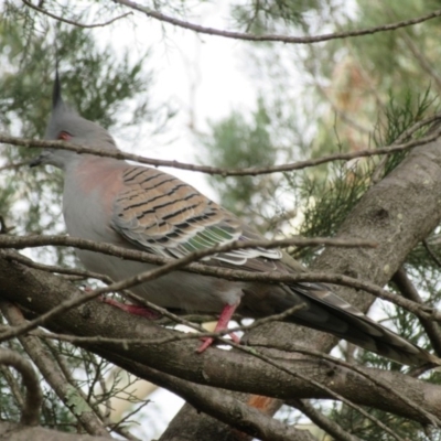 Ocyphaps lophotes (Crested Pigeon) at Katoomba Park, Campbell - 23 Jun 2019 by Campbell2612