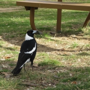 Gymnorhina tibicen at Campbell, ACT - 23 Jun 2019 05:14 AM