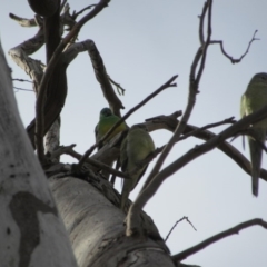 Psephotus haematonotus (Red-rumped Parrot) at Campbell, ACT - 22 Jun 2019 by Campbell2612