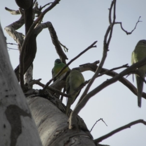 Psephotus haematonotus at Campbell, ACT - 23 Jun 2019