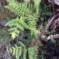 Hypolepis (genus) (A Ground Fern) at Clear Range, NSW - 17 May 2019 by NickiTaws