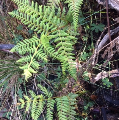 Hypolepis (genus) (A Ground Fern) at Clear Range, NSW - 17 May 2019 by NickiTaws