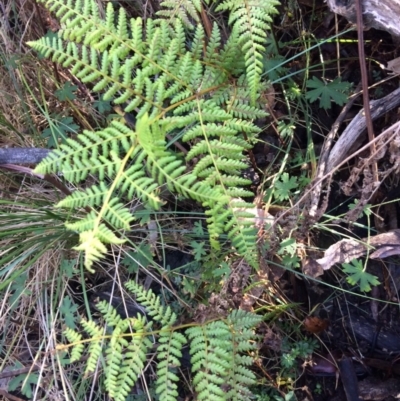 Hypolepis sp. (A Ground Fern) at Clear Range, NSW - 17 May 2019 by NickiTaws