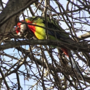 Platycercus eximius at Campbell, ACT - 23 Jun 2019