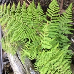 Hypolepis glandulifera (Downy Ground Fern) at Clear Range, NSW - 17 May 2019 by NickiTaws