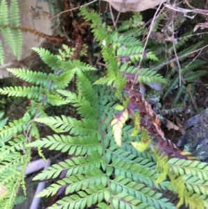 Polystichum proliferum at Clear Range, NSW - 17 May 2019