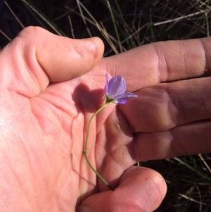 Wahlenbergia ceracea at Clear Range, NSW - 17 May 2019