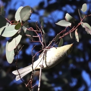 Ptilotula penicillata at Hackett, ACT - 10 Jun 2019