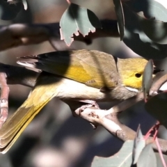 Ptilotula penicillata at Hackett, ACT - 10 Jun 2019