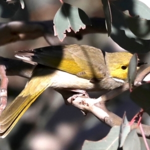 Ptilotula penicillata at Hackett, ACT - 10 Jun 2019