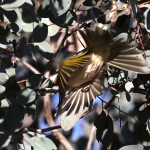 Ptilotula penicillata at Hackett, ACT - 10 Jun 2019