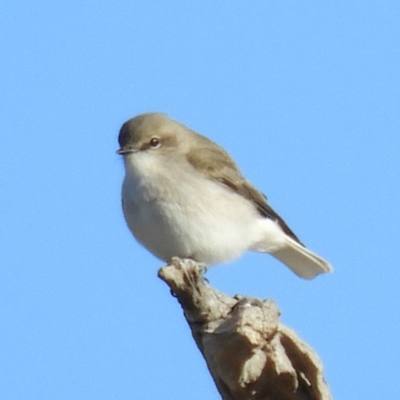 Microeca fascinans (Jacky Winter) at Bellmount Forest, NSW - 21 Jun 2019 by MatthewFrawley