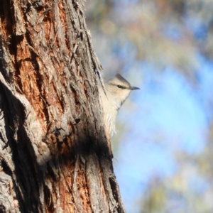 Climacteris picumnus victoriae at Bellmount Forest, NSW - 22 Jun 2019 10:18 AM