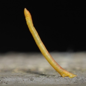 Crypsiphona ocultaria at Hackett, ACT - 13 Jun 2019 12:06 PM