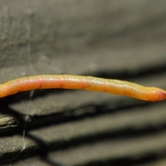 Crypsiphona ocultaria at Hackett, ACT - 13 Jun 2019