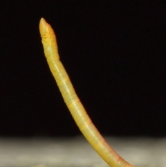 Crypsiphona ocultaria at Hackett, ACT - 13 Jun 2019 12:06 PM