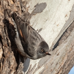 Daphoenositta chrysoptera at Forde, ACT - 23 Jun 2019