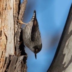 Daphoenositta chrysoptera at Forde, ACT - 23 Jun 2019 08:44 AM