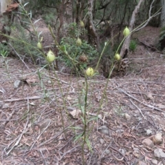 Gomphocarpus fruticosus (Narrow-leaved Cotton Bush) at Yerranderie, NSW - 29 Mar 2019 by RobParnell