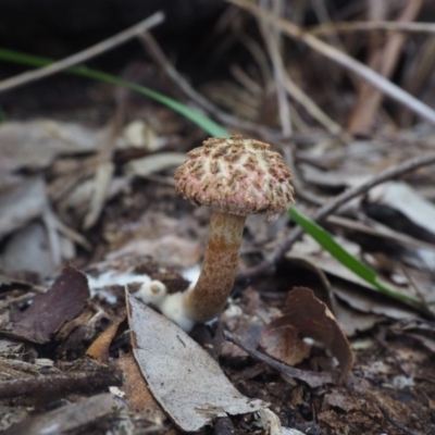 Boletellus sp. (Boletellus) at Rosedale, NSW - 11 Apr 2019 by lyndallh@bigpond.com