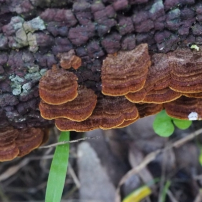 Polypore sp. at Rosedale, NSW - 11 Apr 2019 by lyndallh