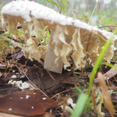 Amanita sp. (Amanita sp.) at Malua Bay, NSW - 23 Apr 2019 by lyndallh@bigpond.com